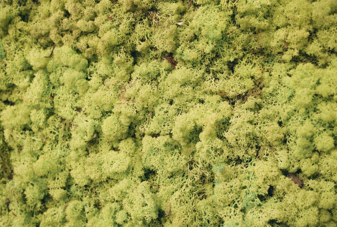 Pareti in lichene stabilizato Pareti in lichene stabilizato