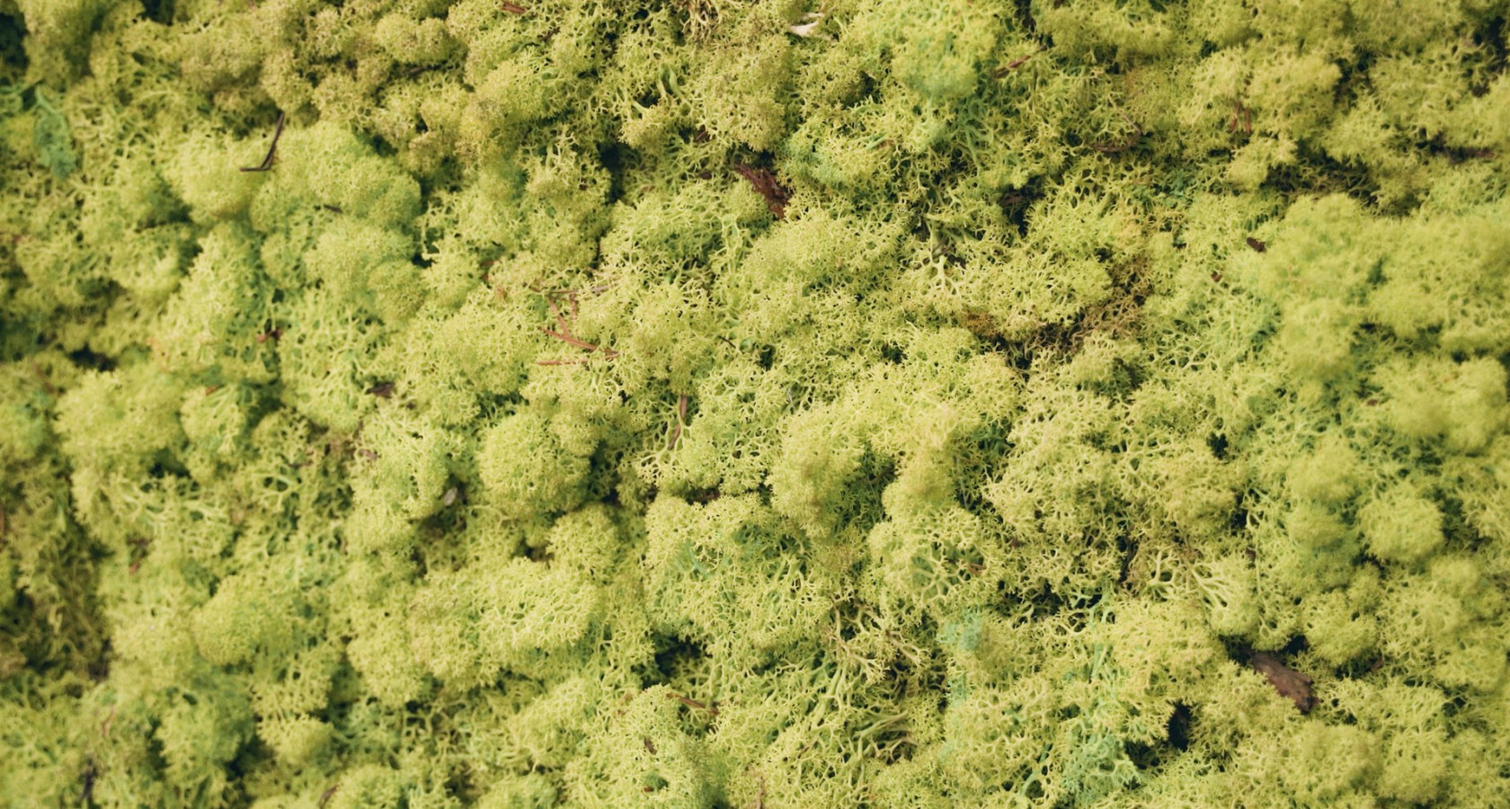 Pareti in lichene stabilizato Pareti in lichene stabilizato